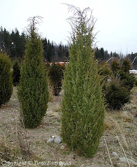 Juniperus communis 'Jkri,' pilarikataja